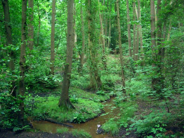 A tributary stream(let) runs down through Winterdown Woods