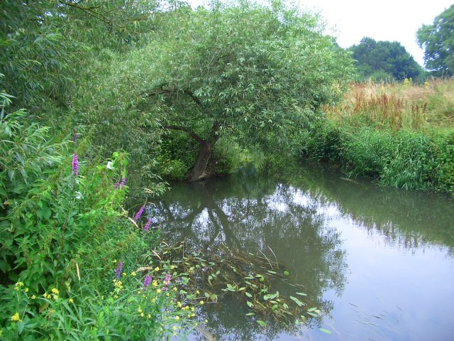 Looking downstream in the fishing grounds, as the Mole flows on to The Ledges at Esher.