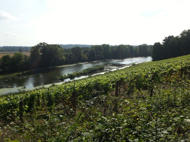 The Mole runs by the vineyard in Painshill Park